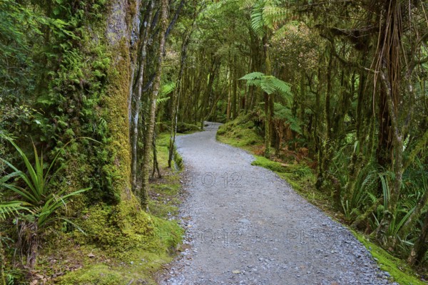 A long, winding path through a mossy forest full of dense vegetation, summer, Lake Matheson, Fox Glacier, South Island, New Zealand