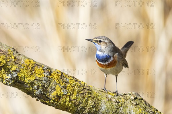 Bluethroat (Luscinia svecica cyanecula) ml Germany