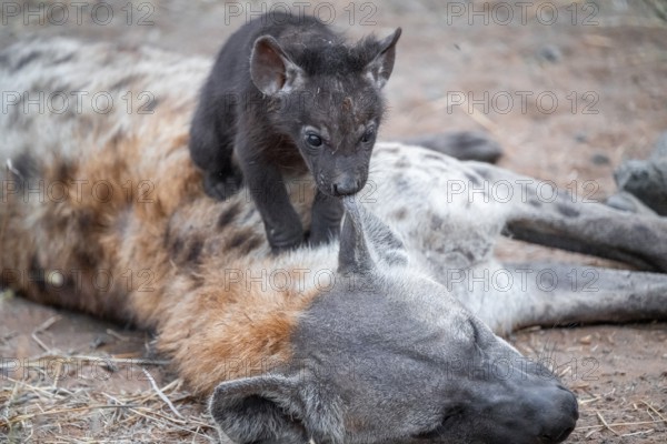 Spotted hyena (Crocuta crocuta), young animal nibbling on the mother's ear, Kruger National Park, South Africa