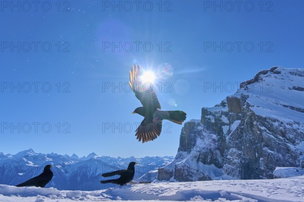 Alpine choughs (Pyrrhocorax graculus), one flying bird in the foreground, two in the background, with mountains in the background under bright sunlight, Gemmi Pass, Leukerbad, Leuk, Valais, Switzerland