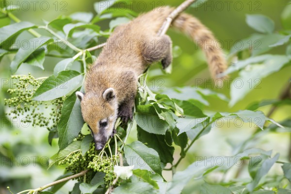 South American coati (Nasua nasua) youngster klimbing a little tree, captive, Zoo Augsburg