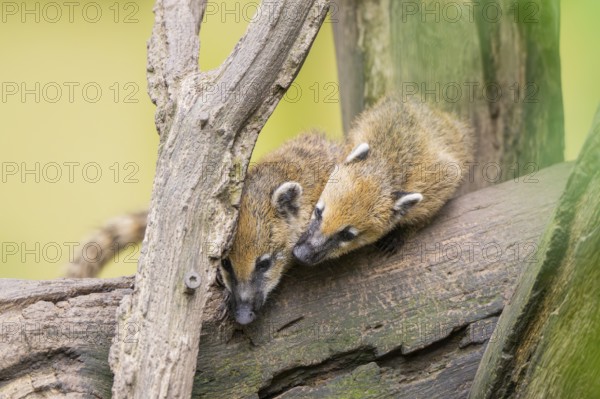 South American coati (Nasua nasua) youngsters klimbing in a tree, captive, Zoo Augsburg