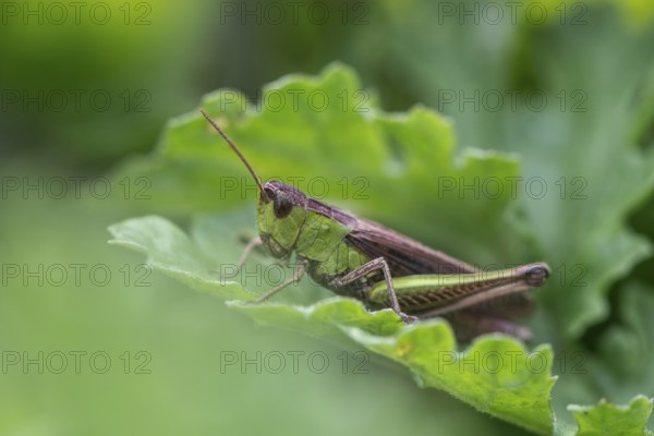 Common Green Grasshopper (Omocestus viridulus), Emsland, Lower Saxony, Germany