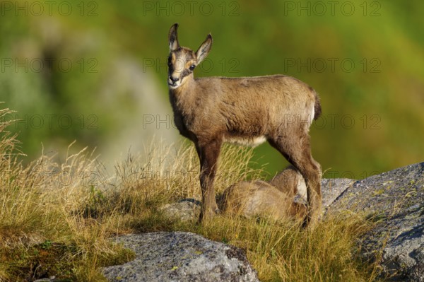A curious young chamois stands on a rock, accompanied by a resting deer in the grass, chamois, chamois, (Rupicapra rupicaprae), fawn, wildlife, Vosges, France