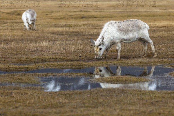 Svalbard skink (Rangifer tarandus platyrhynchus) reflected in the water, Mammals (Mammalia), Longyearbyen, Svalbard, Svalbard
