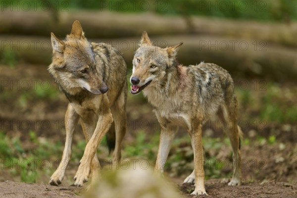 Wolf (Canis lupus), shows playful behaviour towards another, Germany