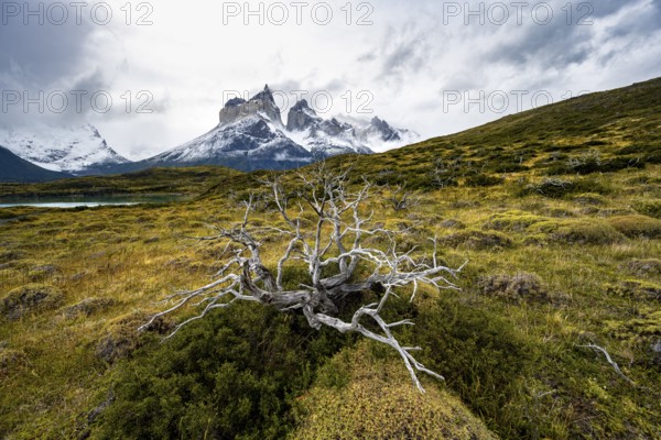 Enchanted dead trees, Cuernos del Paine mountain range in autumn, Torres del Paine National Park, Magallanes region, Chile