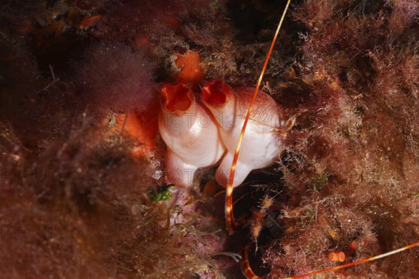 Red sea squirt (Halocynthia papillosa) anchors itself in a colourful underwater world in the Mediterranean Sea near Hyères, dive site Giens Peninsula, Provence Alpes Côte d'Azur, France