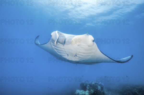 Underwater photo of giant ray manta ray (Manta birostris) plankton eater swimming over the edge of coral reef, Pacific Ocean