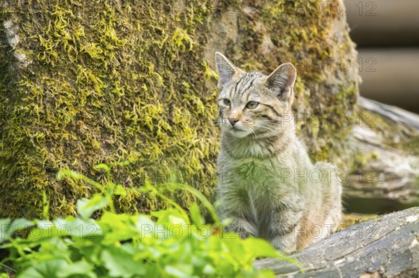 European wildcat (Felis silvestris silvestris) on an old tree trunk, Hesse, Germany