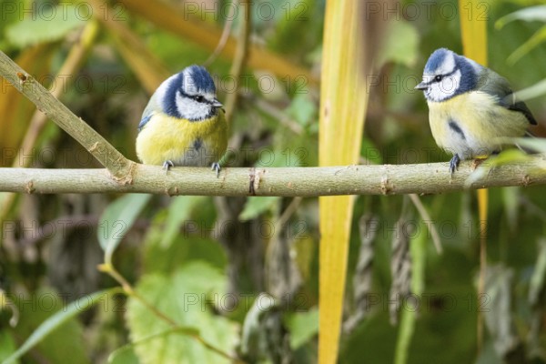 Blue tit (Parus caeruleus) Germany
