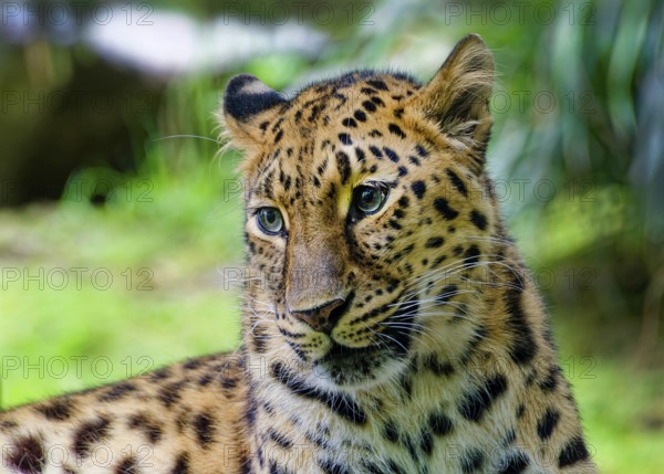 Amur leopard (Panthera pardus orientalis), captive, threatened with extinction, animal portrait, distribution border area Russia and China
