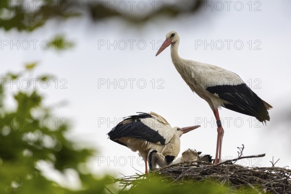 White stork (Ciconia ciconia), pair with young birds in the nest, birds, Affenberg Salem, Linzgau, Baden-Württemberg, Germany
