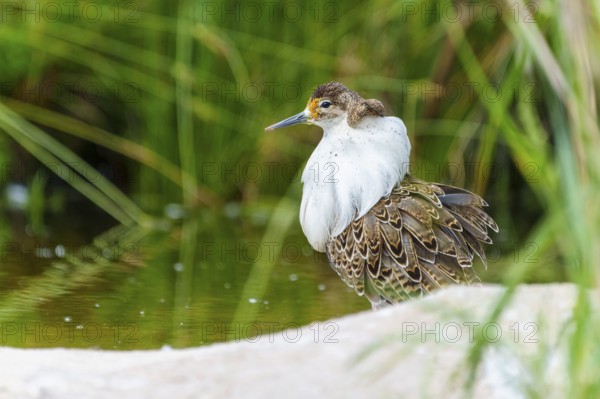 Bird in a marsh surrounded by grass and water, ruff (Calidris pugnax, Syn.: Philomachus pugnax), courtship display, France