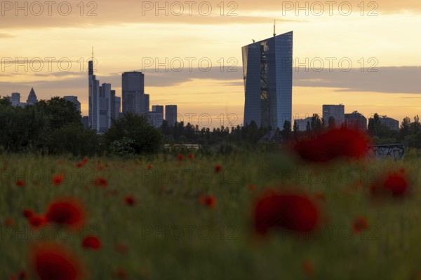 Poppies bloom in a meadow in front of the European Central Bank (ECB) and the Frankfurt banking skyline, behind which the evening sun is about to set, Oberrad, Frankfurt am Main, Hesse, Germany