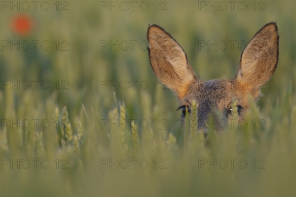 Roe deer (Capreolus capreolus) adult female doe animal in a farmland wheat field in summer, England, United Kingdom
