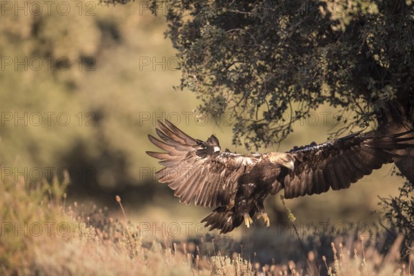Iberian Eagle (Aquila adalberti), Spanish imperial eagle, Extremadura, Castilla La Mancha, Spain