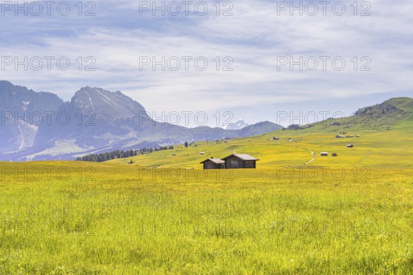 Wide green meadow with wooden huts and mountain scenery under a slightly cloudy sky, Alpe di Siusi, Dolomites, South Tyrol, Italy