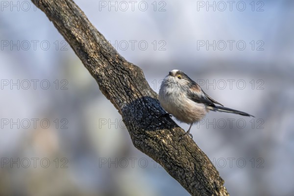 Long-tailed Tit (Aegithalus caudatus), Innsbruck, Tyrol, Austria