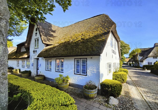 Uthland Frisian houses, Frisian houses, typical thatched roof houses in the village of Nieblum, Föhr, North Frisia, Schleswig-Holstein, Germany