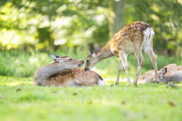 Sika deer (Cervus nippon) mother with her youngster on a meadow, Bavaria, Germany