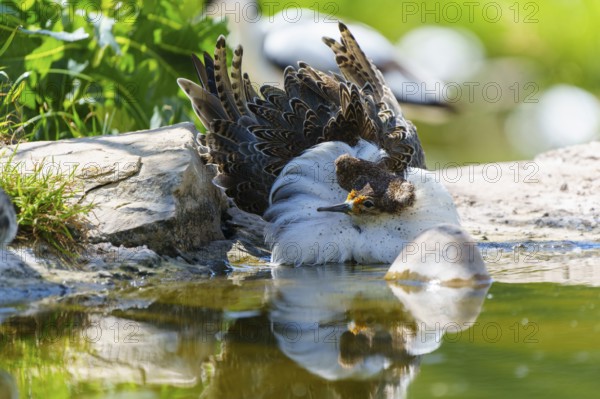 A bird resting close to the water, with vivid feather structure and clear reflection, Ruff (Calidris pugnax, Syn.: Philomachus pugnax), courtship display, France
