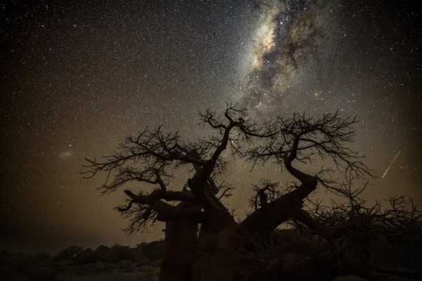 Silhouette of a baobab tree with starry sky and Milky Way, African baobab (Adansonia digitata), night shot, Kubu Island (Lekubu), Sowa Pan, Makgadikgadi Salt Pans, Botswana