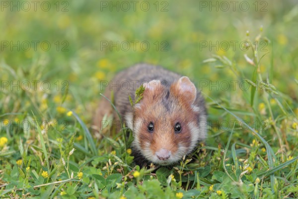 A European hamster (Cricetus cricetus) collects herbs, grass and daisies in a fresh green meadow