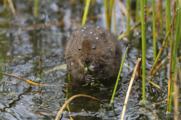 Water vole (Arvicola amphibius) adult rodent animal feeding on pond weed in a reedbed in summer, Suffolk, England, United Kingdom