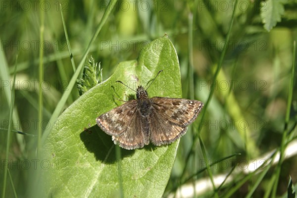 Crown vetch butterfly (Erynnis tages), meadow in spring, Germany