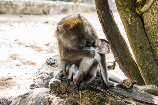 Monkeys on the beach, macaques, Ao Nang Beach, Ao Nang, Krabi, Thailand