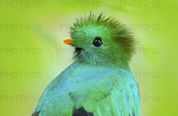 Resplendent Quetzal, Pharomachrus mocinno, from Guatemala with blurred green forest foreground and background. Magnificent sacred green and red bird. Detail portrait Resplendent Quetzal. Green trogon