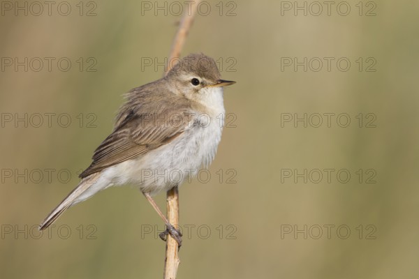 Booted Warbler - Buschspötter - Iduna caligata, Kazakhstan