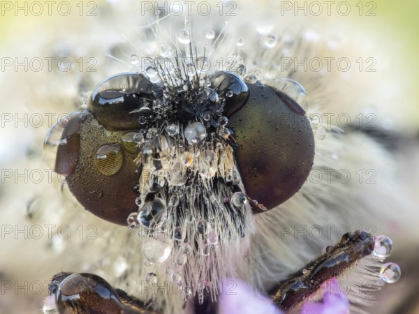 Bee Fly (Bombyliidae) close-up of head and compound eyes covered with pearls of dew drops, Dalmatia, Croatia