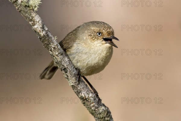Western Thornbill (Acanthiza inornata) singing, Western Australia, Australia