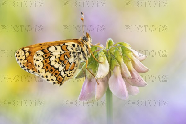 Der Wegerich-Scheckenfalter (Melitaea cinxia)