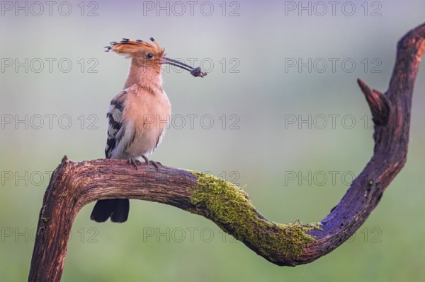 Eurasian Hoopoe (Upupa epops) with food in beak, Saxony-Anhalt, Germany
