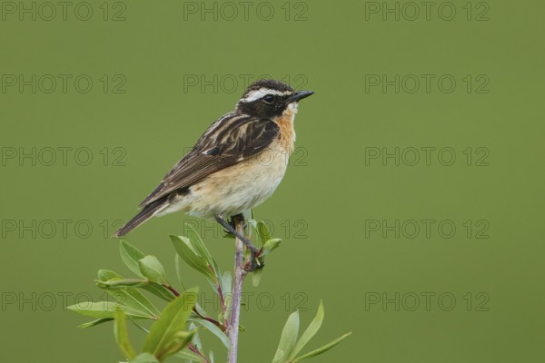 Whinchat (Saxicola rubetra) male, Armenia