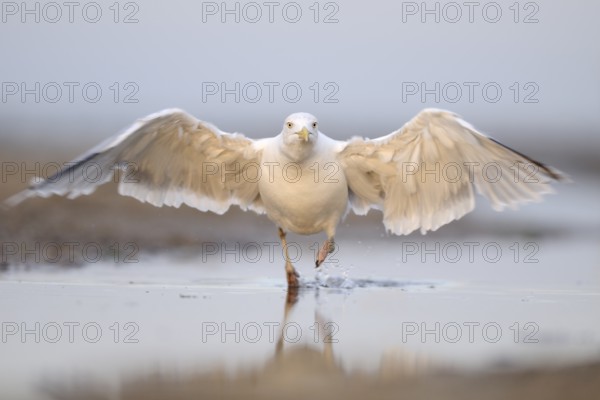 European Herring Gull (Larus argentatus), Mecklenburg-Western Pomerania, Germany