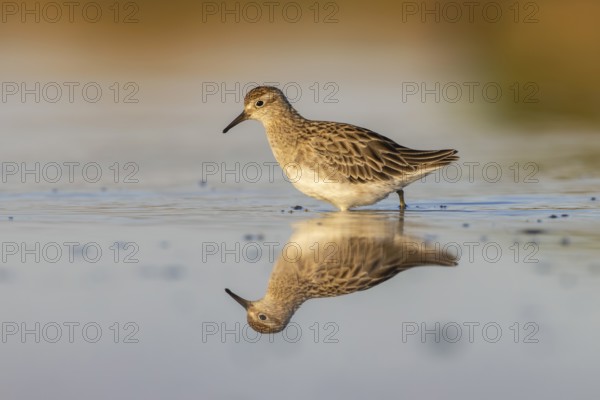 Sharp-tailed Sandpiper (Calidris acuminata), Victoria, Australia