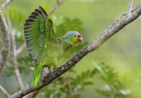 Red-fronted Parrot (Poicephalus gulielmi) at Laguna Lagarto Lodge near Boca Tapada, Costa Rica