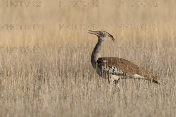 Kori Bustard (Ardeotis kori), Northern Cape, South Africa