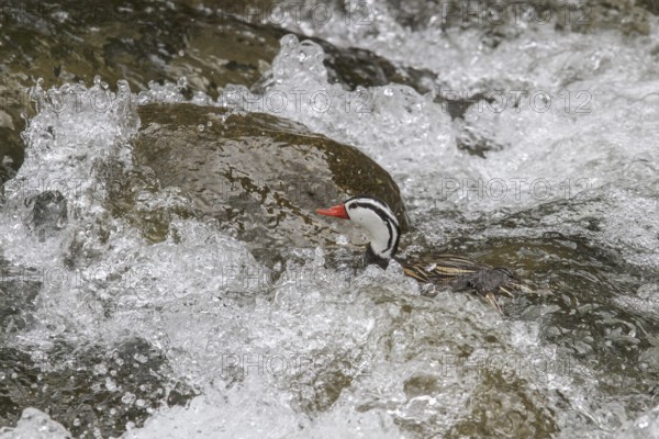 Torrent Duck (Merganetta armata) swimming in a river in Peru