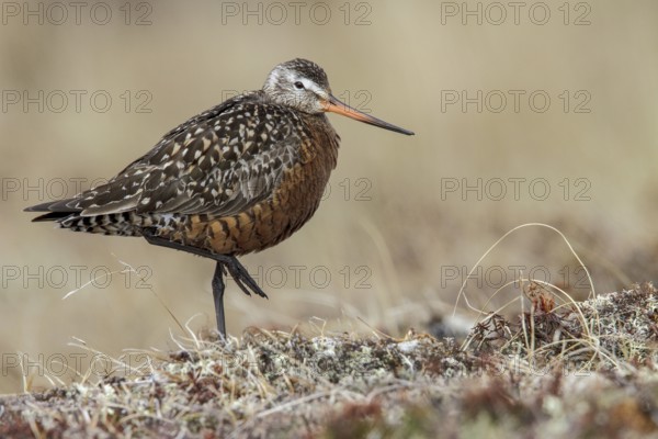 Hudsonian Godwit (Limosa haemastica) on the tundra near Churchill, Manitoba, Canada
