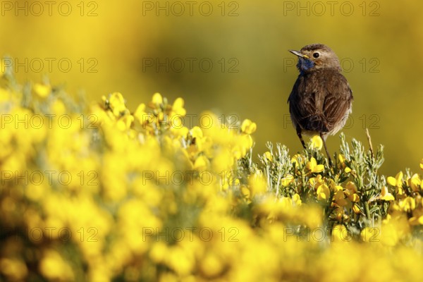 Bluethroat (Luscinia svecica cyanecula) male, Castile, Spain