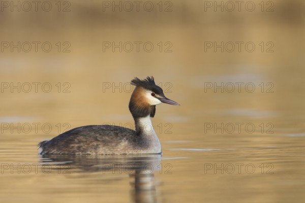 Great Crested Grebe (Podiceps cristatus), Vorarlberg, Austria