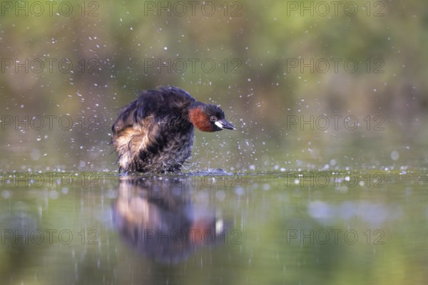 Little Grebe (Tachybaptus ruficollis), North Rhine-Westphalia, Germany