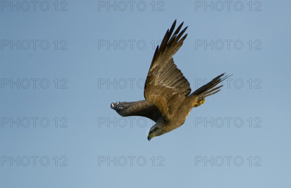 Black Kite (Milvus migrans) flying, Mecklenburg-Western Pomerania, Germany