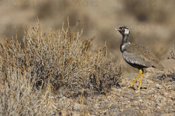 Northern Black Korhaan (Afrotis afraoides) male, Northern Cape, South Africa