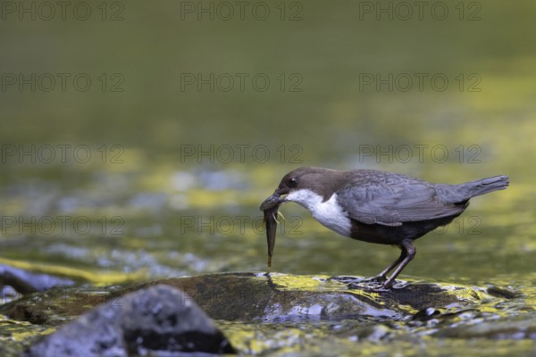 White-throated Dipper (Cinclus cinclus) with food in its beak, North Rhine-Westphalia, Germany